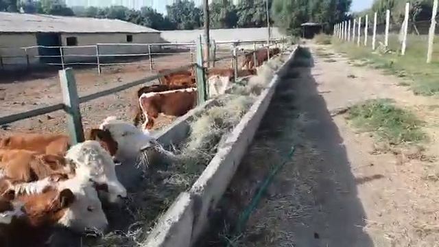 #салом#алекум#мардмеку#молот#Душанбе#хан#занг#занет+79220355557 смотреть онлайн