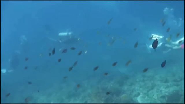 Group 3 | Scuba Diving (Promotional Video) смотреть онлайн