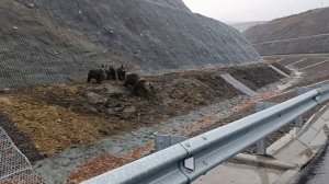 Курильск, медведи