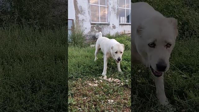 Белый алабай умнеха смотреть онлайн