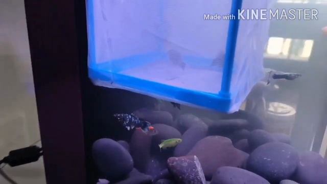 Mini Aquarium смотреть онлайн