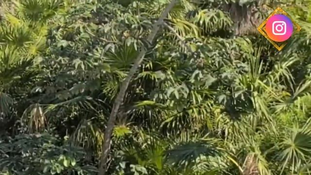 Отдых в Мексике в отеле Catalonia Playa Maroma!