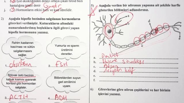 11.Sınıf Biyoloji 1.Dönem 1.Yazılı смотреть онлайн