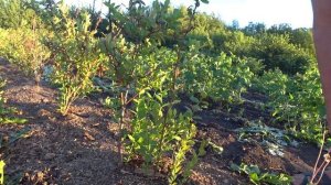 ГОЛУБИКА. ИСПРАВЛЯЕМ ПОСЛЕДСТВИЯ ВЕСЕННИХ ЗАМОРОЗКОВ,