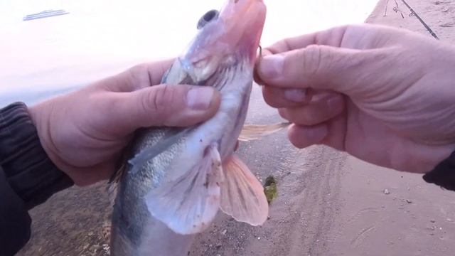 ЛОВЛЯ СУДАКА В СЕНТЯБРЕ НА ФИДЕР. ЗАБРОСИЛ ТЮЛЬКУ В СУДАКОВУЮ ЯМУ. КРЮЧКИ В ШАХТЕ смотреть онлайн