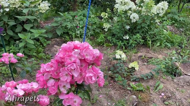 ЖИВУ НА ДАЧЕ НЕДЕЛЮ *ЧАСТЬ 1* смотреть онлайн