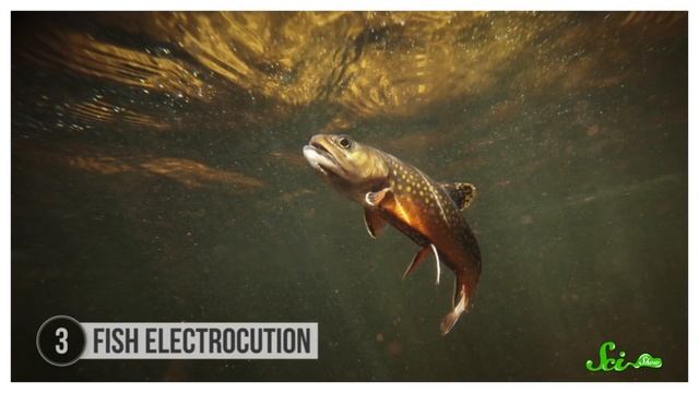 Weird Ways We've Fought Invasive Species смотреть онлайн