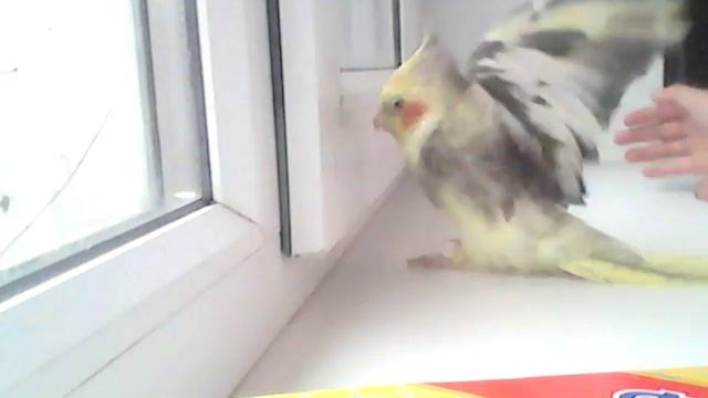 Я играю с карлушей смотреть онлайн