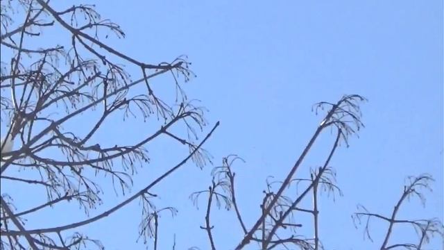 Воздушные шары над Красным Ватрасом смотреть онлайн