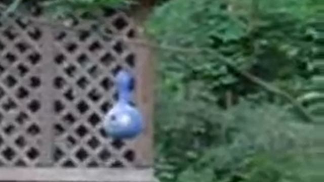 Bird Stuff смотреть онлайн