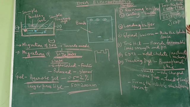 DNA Electrophoresis смотреть онлайн