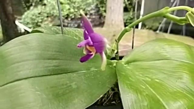 Phalaenopsis violacea var Indigo смотреть онлайн