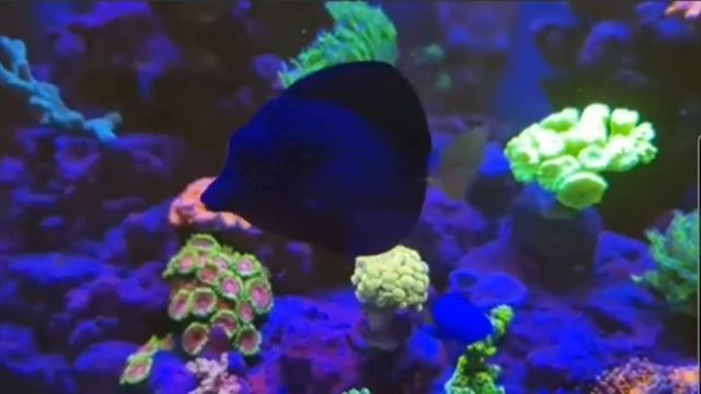 Beautiful orphek lit reef - leslie@orphek.com смотреть онлайн