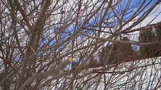 Поход за вербой. смотреть онлайн