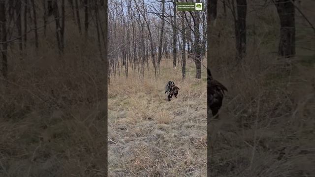 Охота на фазана в Ростовской области. смотреть онлайн