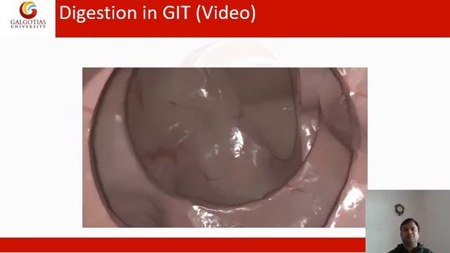 Digestion In Stomach By Dr Rajesh Yadav