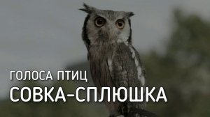 Совка-сплюшка | Голоса птиц