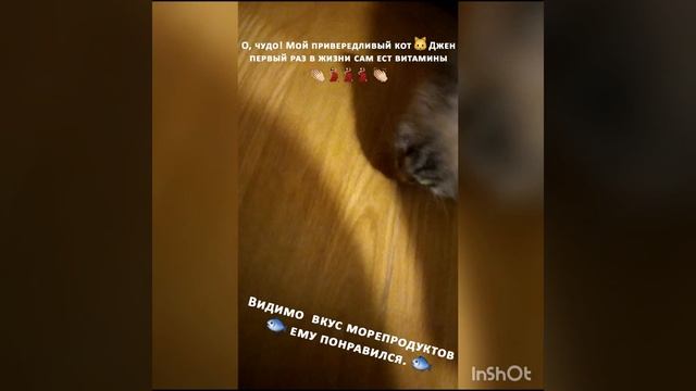 Витамины для любимого кота смотреть онлайн