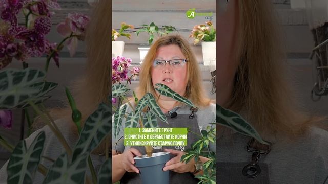 В горшке плесень? Спасите растение! смотреть онлайн