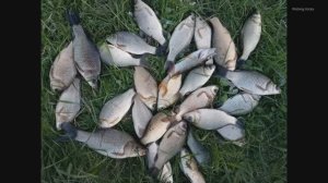 Этот секретный ингредиент для прикормки сделает вашу рыбалку чудом!