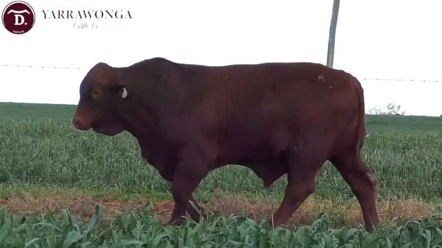 Lot 110 Yarrawonga R242 (PP) смотреть онлайн