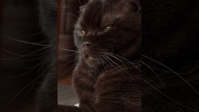 Ставропольский красавец,котик младшей сестрёнки... смотреть онлайн