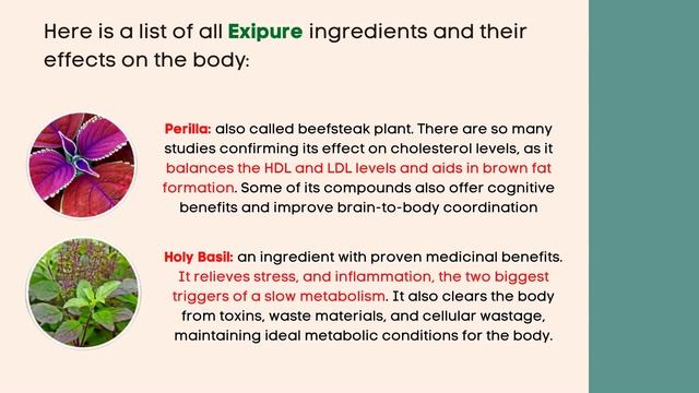 EXIPURE REVIEW – Important Info Before you Buy Exipure – Attention - Review смотреть онлайн