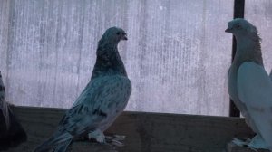 Двухчубые, носочубые голуби Флегонтыча