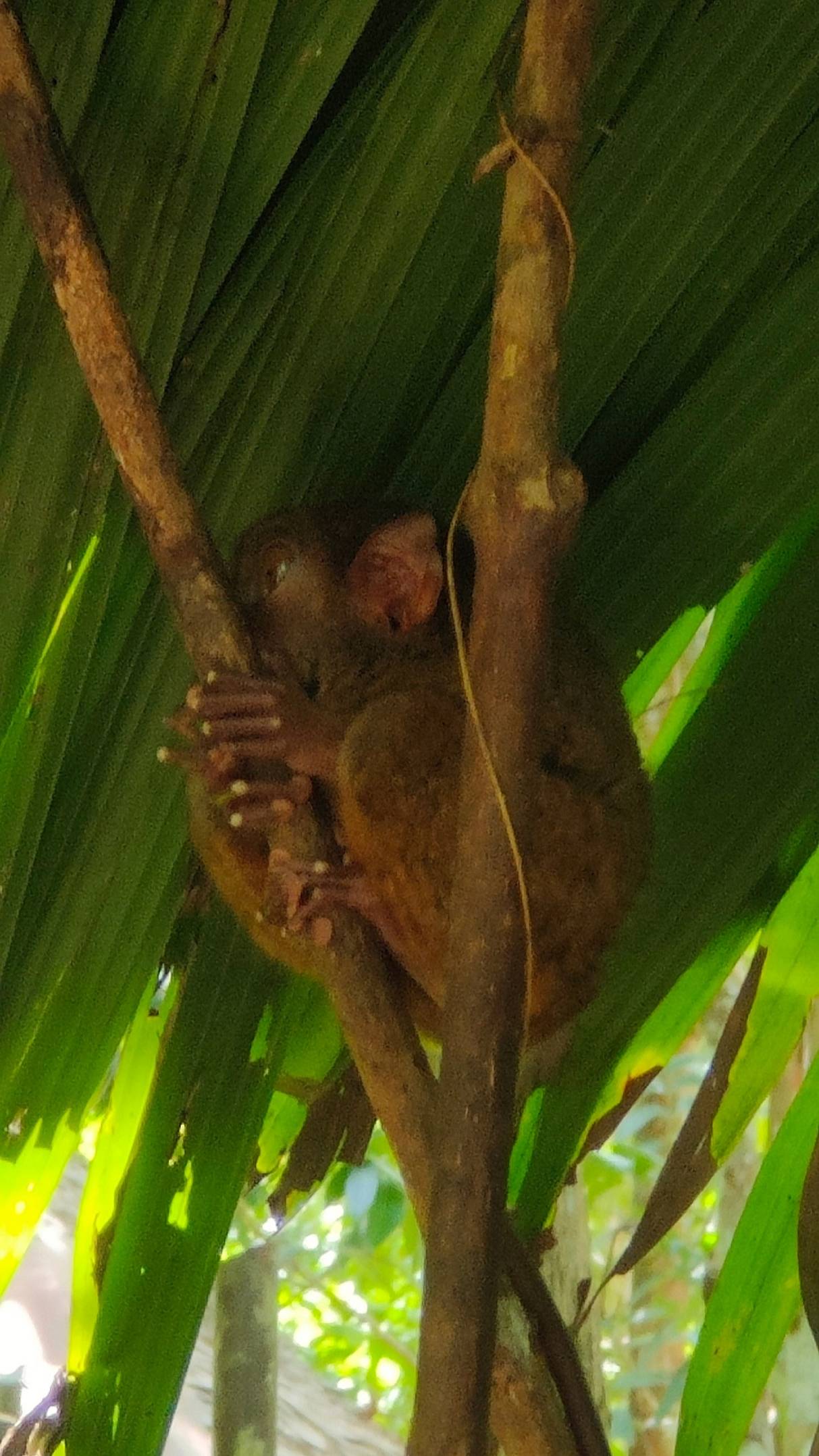 Долгопяты на Филлипинах смотреть онлайн