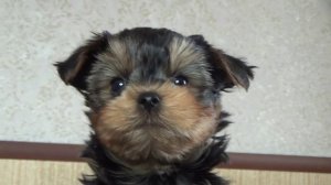 Щенок йорка(мальчик).Д.р.27,09,2024