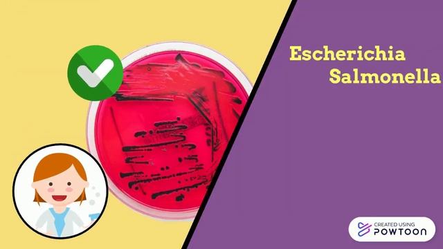 Examples of Fermented Foods смотреть онлайн