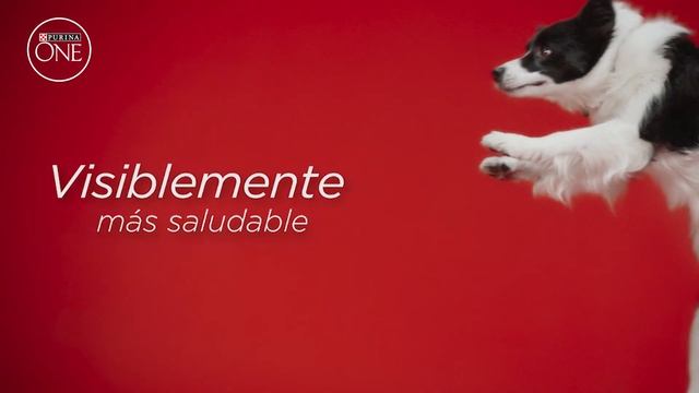Purina®️ ONE, resultados visibles en 28 días смотреть онлайн