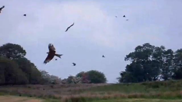 Red Kites смотреть онлайн