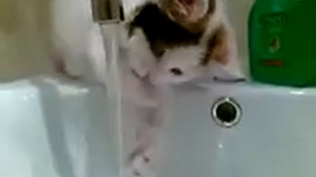 Глупая кошка и струя воды смотреть онлайн