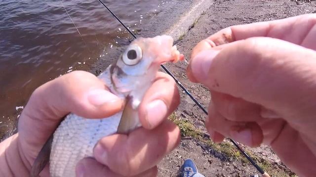 Рыбалка в мае на фидер. Когда 2 фидера много. Клюет одна за одной ... смотреть онлайн