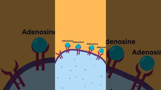 How does coffee make us awake? смотреть онлайн