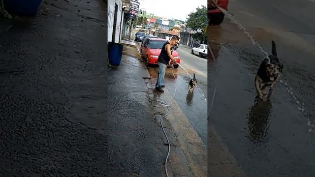 Cachorro doido narração de cowboy bêbado смотреть онлайн