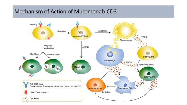 monoclonal part2 Muromonab 7 4 2020 смотреть онлайн