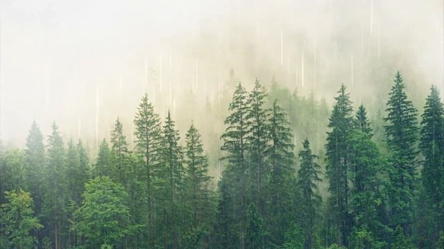 Heartbeats of Nature | FALL ASLEEP FAST смотреть онлайн