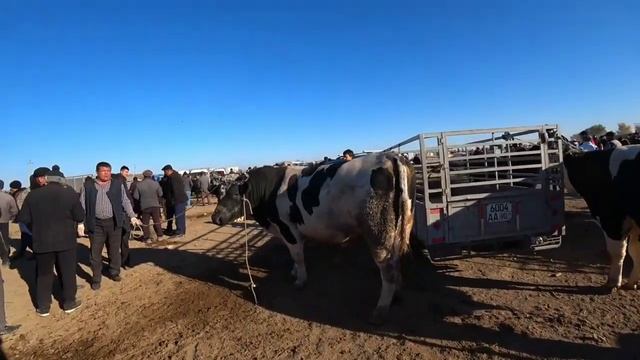 13 OKTYABR REAL SAVDO BO'LDI SHOVOT PIR BOZORI BUKALAR NARXLARI TEZ KO'RING DAXSHAT VIDEO BO'LDI