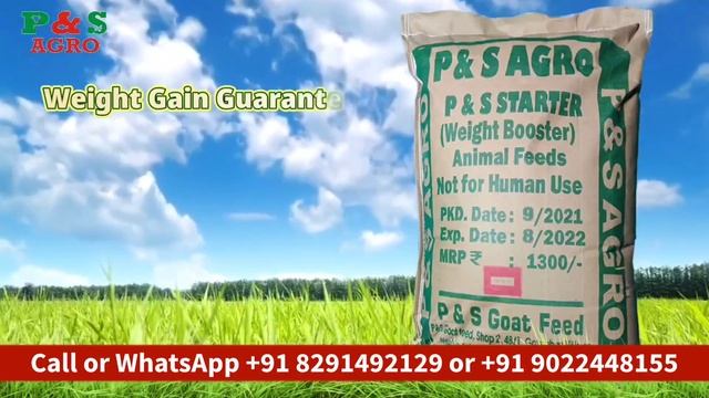 Best Weight Gain Feed for Goat & Sheep | P&S Agro смотреть онлайн