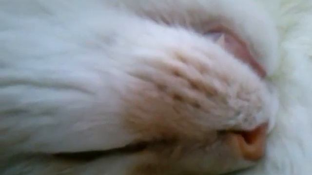 Котэ сопит :DD смотреть онлайн