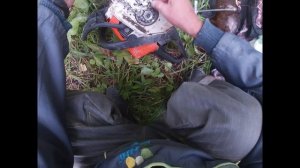 Как пилю  сувель берёзы  в лесу.Заготовка материала.