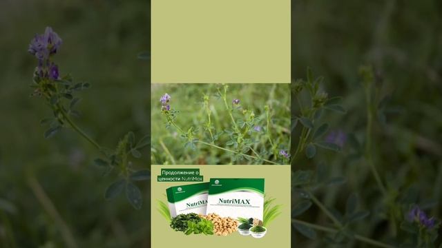 🟢⚜️🟢пигмент Хлорофилл в NutriMax обеспечит контроль за здоровьем смотреть онлайн