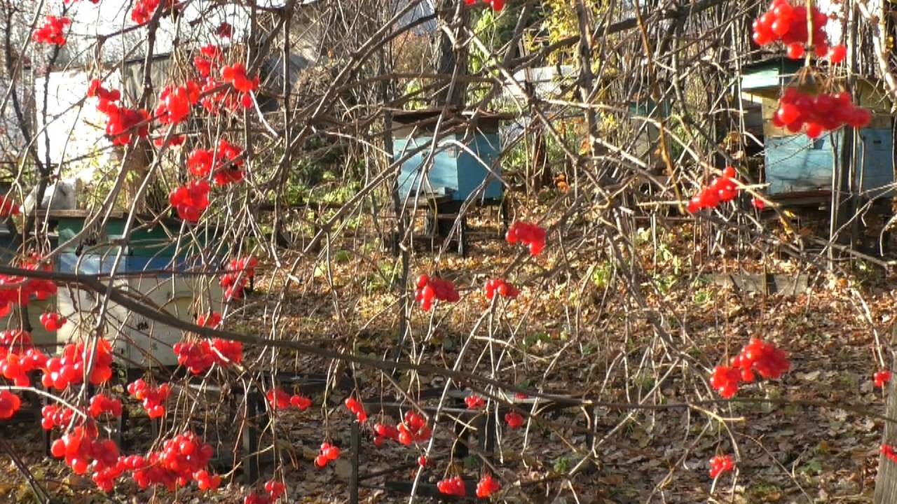 Все об осенней подкормке пчел смотреть онлайн