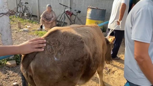 Караван Мал базары ДАГЫ КЫЗЫДЫ!!!! 3-Август!!!! смотреть онлайн