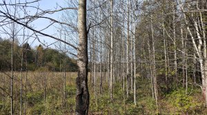 Прогулка в лог 11 ноября 2024