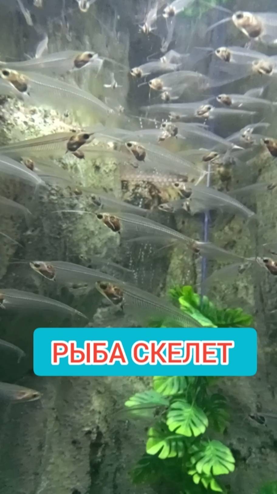РЫБА СКЕЛЕТ. ПРОЗРАЧНАЯ РЫБА. ОКЕАНАРИУМ СОЧИ. смотреть онлайн
