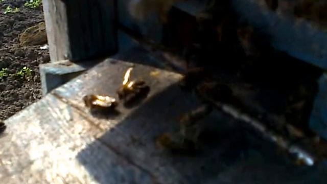 ПРОЛЕТНО ОЖИВЛЕНИЕ смотреть онлайн