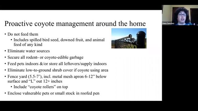 Tree School Online: Coyotes, Wild and Free смотреть онлайн